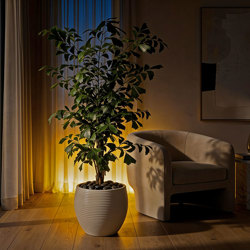 Fish-Tail Palm 2.1m - artificial plants, flowers & trees - image 5