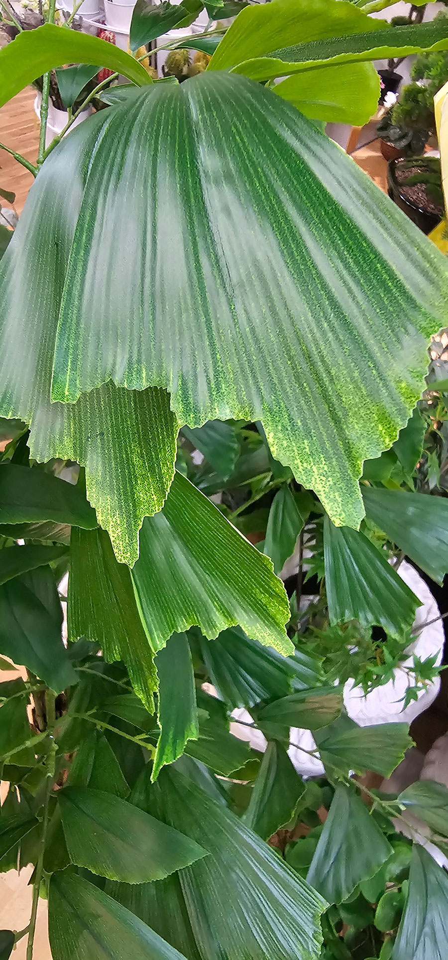 Fish-Tail Palm 1.5m 