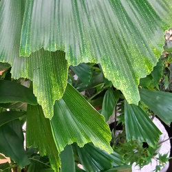 Fish-Tail Palm 1.5m  - artificial plants, flowers & trees - image 2