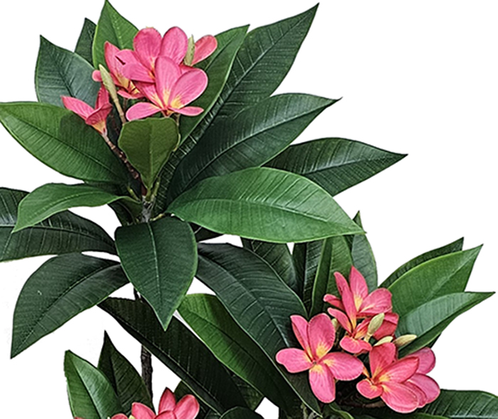 Franjipani- pink flowers 90cm 