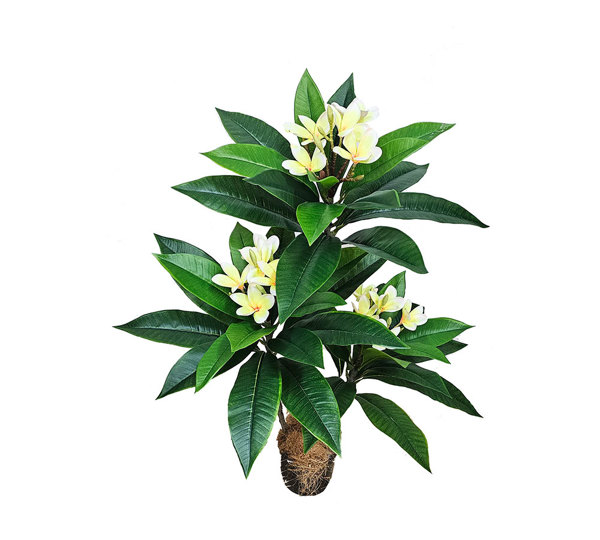 Franjipani- yellow/white flowers 90cm