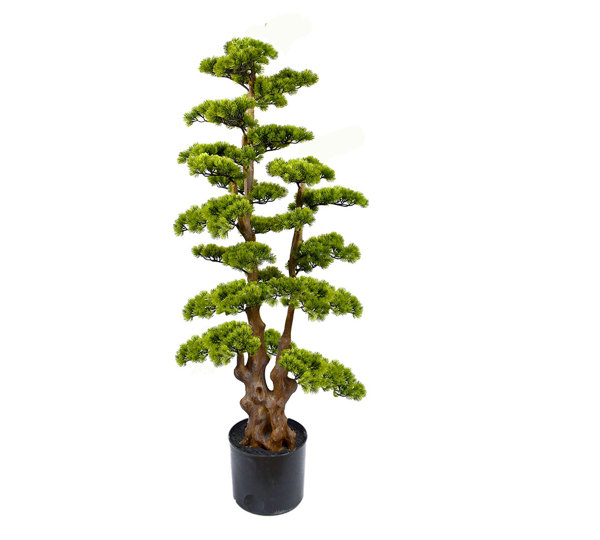 Bonsai Pine- xlge