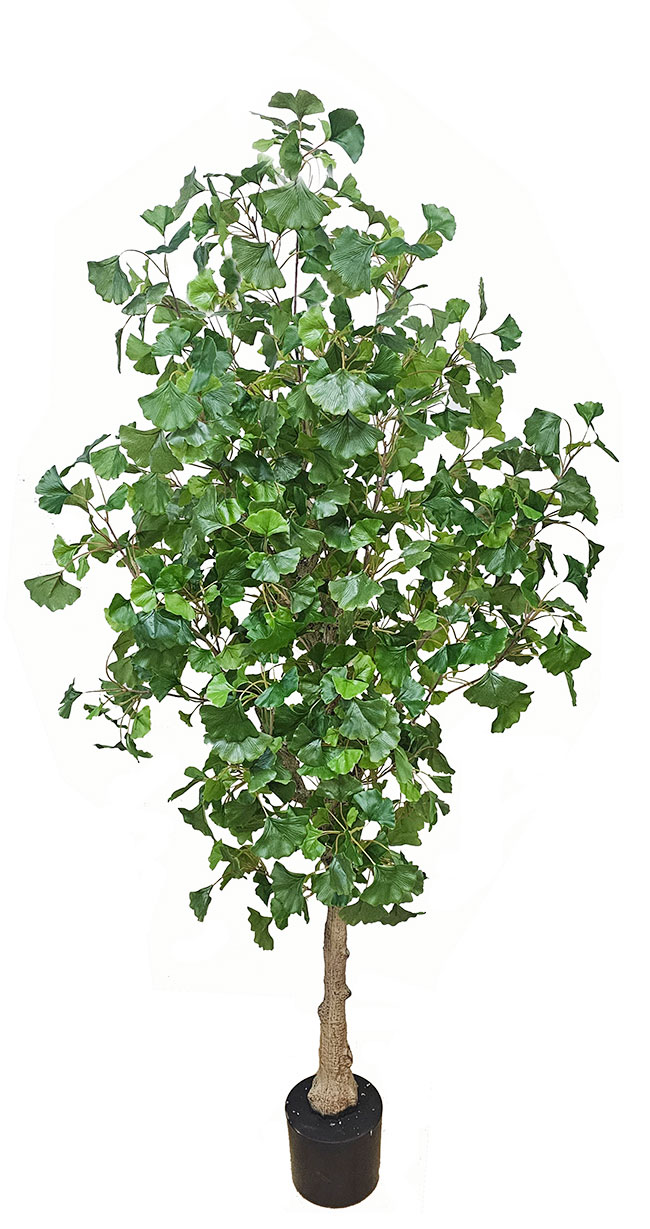 Gingko Tree 1.8m