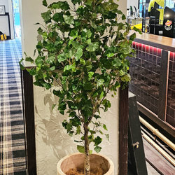 Gingko Tree 1.7m - artificial plants, flowers & trees - image 2