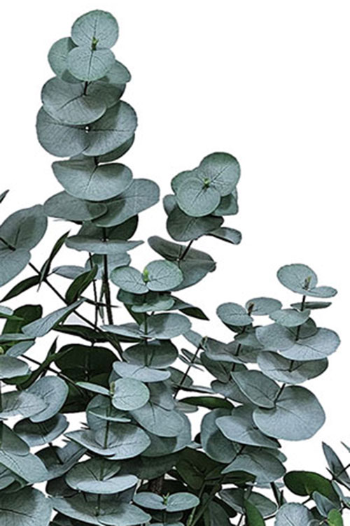 Eucalyptus 'grey gum' 1.7m