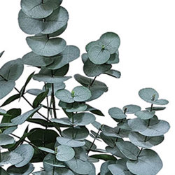 Eucalyptus 'grey gum' 1.7m - artificial plants, flowers & trees - image 1