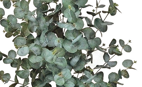 Eucalyptus 'Grey Gum' 1.3m UV