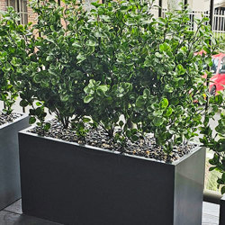 Trough Planters- with Lucky Jade Plants UV 1m  - artificial plants, flowers & trees - image 1