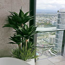 Agave Plant 1.3m with 4 heads UV - artificial plants, flowers & trees - image 3
