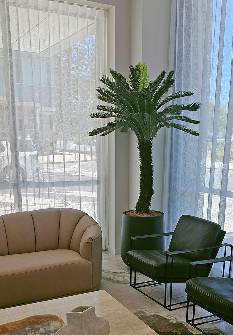 Cycad Palm 2m