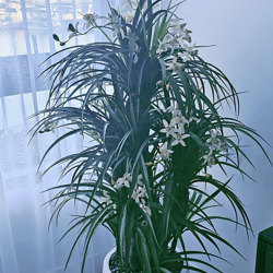 Orchid Trees 1.2m - artificial plants, flowers & trees - image 1