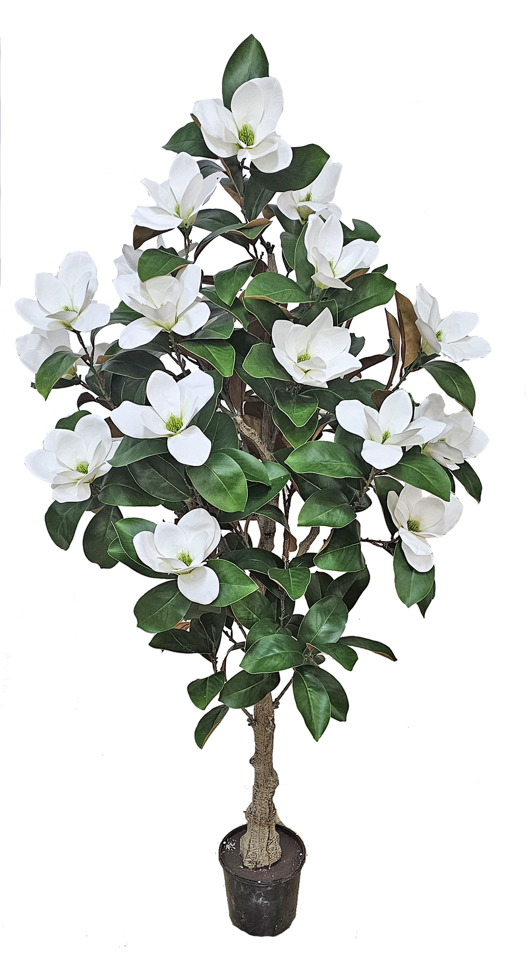Magnolia deluxe - flowering 1.5m wh-grn 