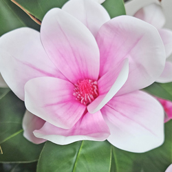 Magnolia deluxe - flowering 1.7m wh-pk - artificial plants, flowers & trees - image 1
