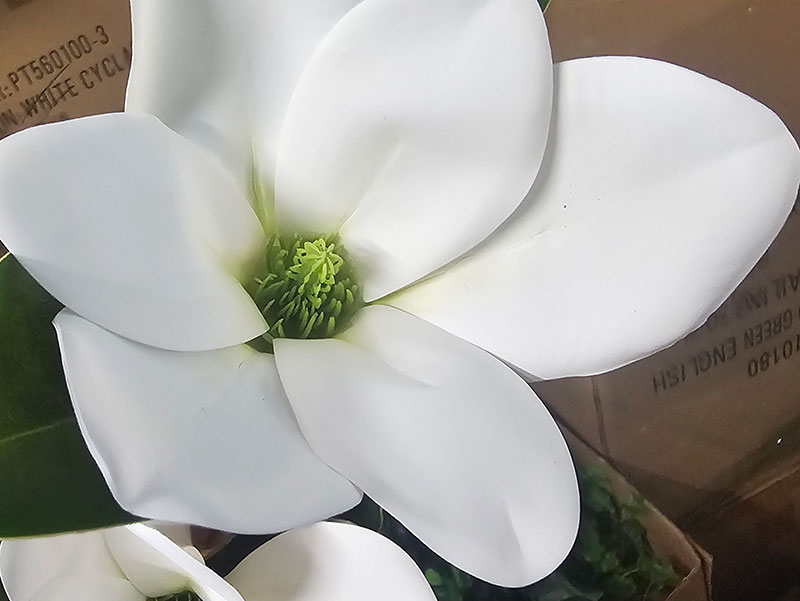 Magnolia deluxe - flowering 1.7m wh-pk