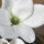 Green-White Flowers