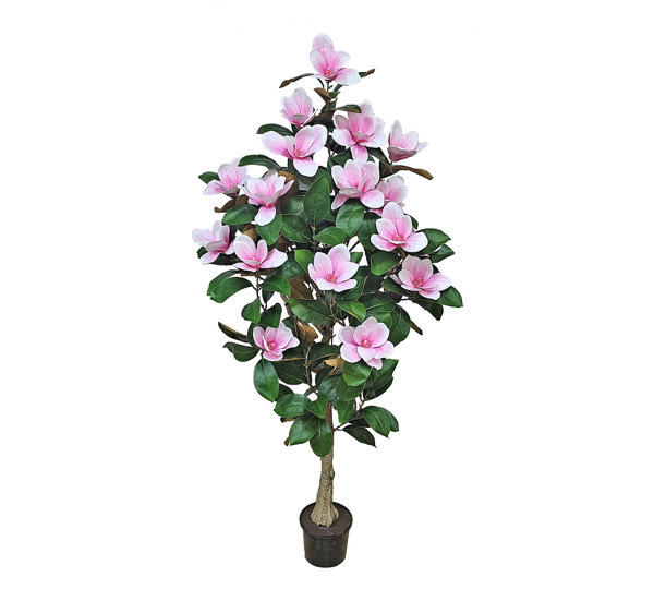Magnolia deluxe - flowering 1.7m wh-pk