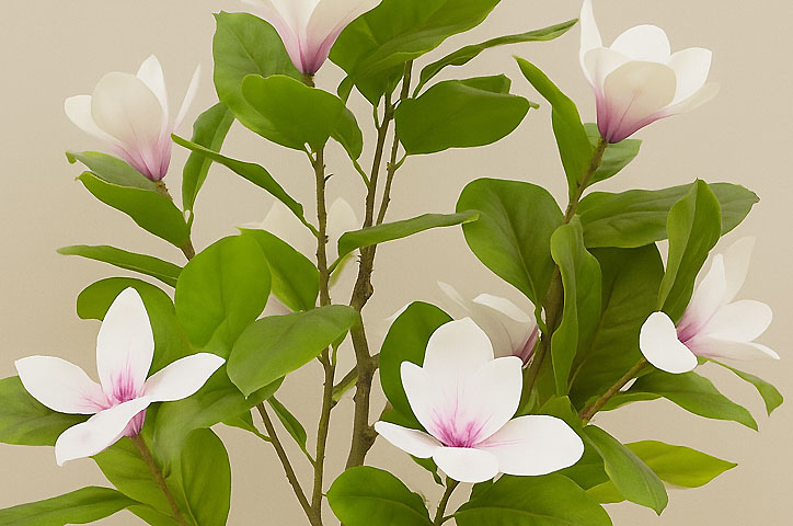 Mini-Magnolia 1.3m white-pink