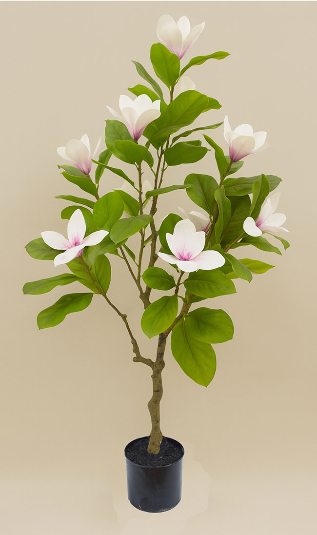 Mini-Magnolia 1.3m white-pink