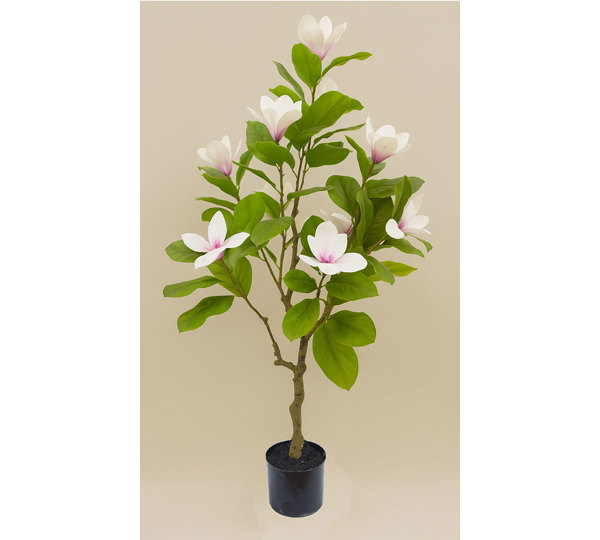 Mini-Magnolia 1.3m white-pink