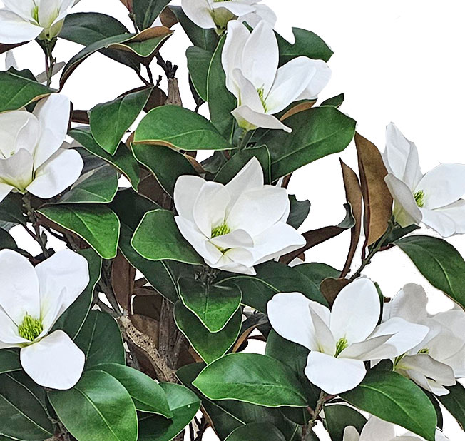 Magnolia deluxe - flowering 1.7m wh-grn