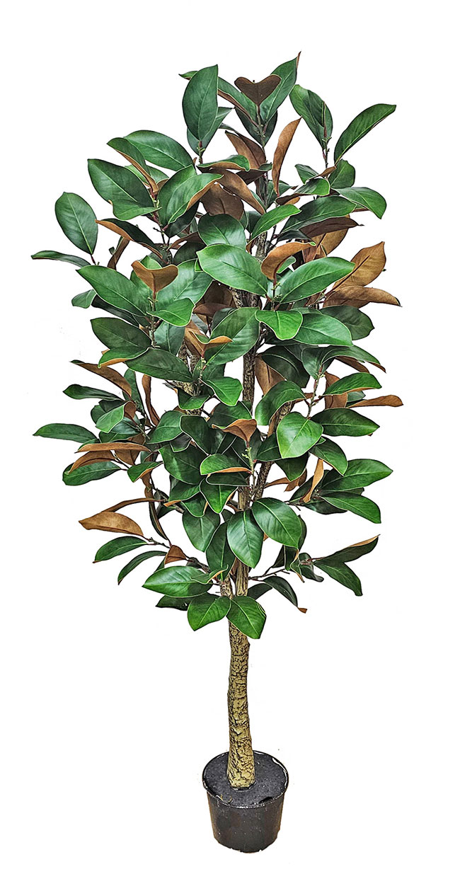 Magnolia 'little gem' 1.75m