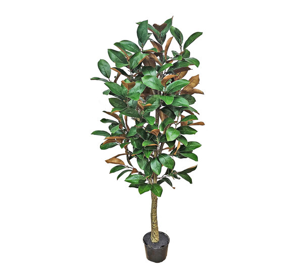 Magnolia 'little gem' 1.75m