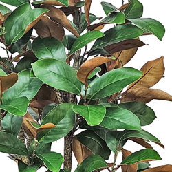 Magnolia 'little gem' 1.75m - artificial plants, flowers & trees - image 1