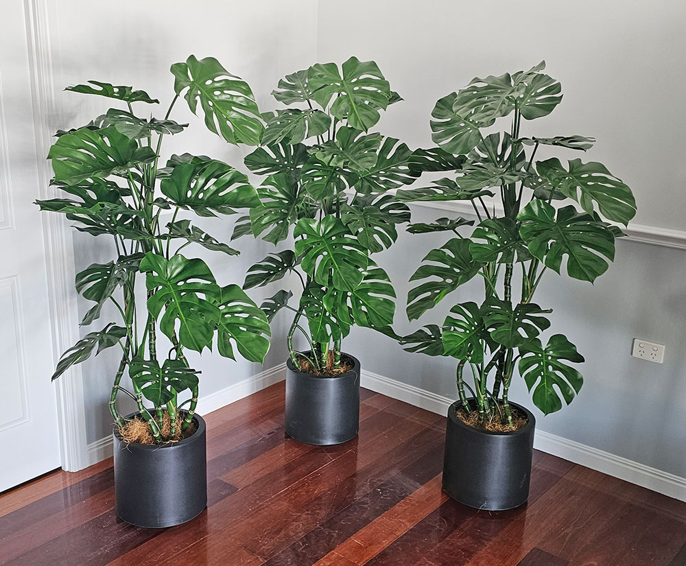 Monstera 'giant leaf' 1.4m
