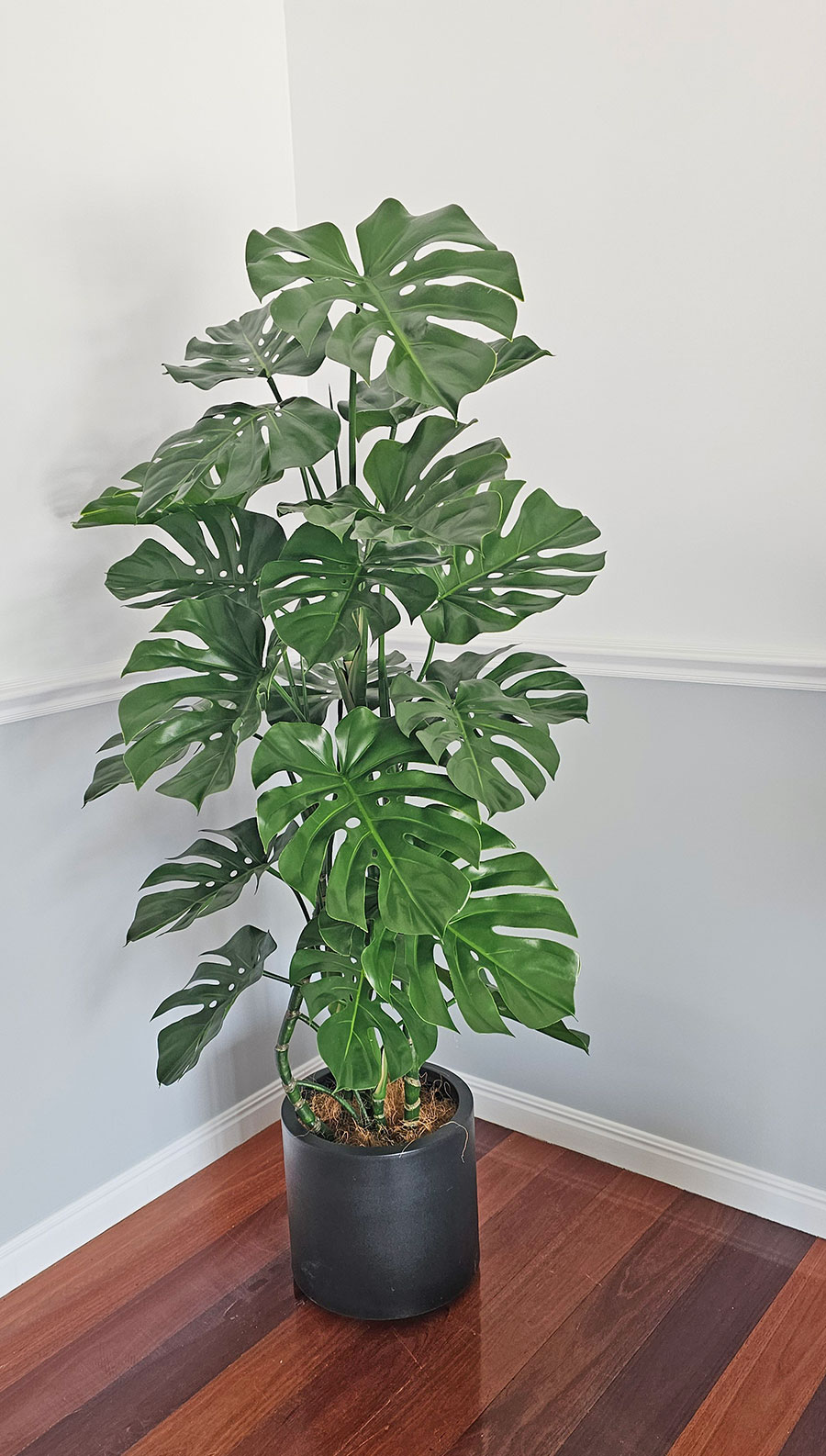 Monstera 'giant leaf' 1.4m