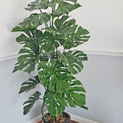 Monstera 'giant leaf' 1.4m - artificial plants, flowers & trees - image 2