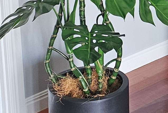 Monstera 'giant leaf' 1.4m