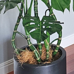 Monstera 'giant leaf' 1.4m - artificial plants, flowers & trees - image 1