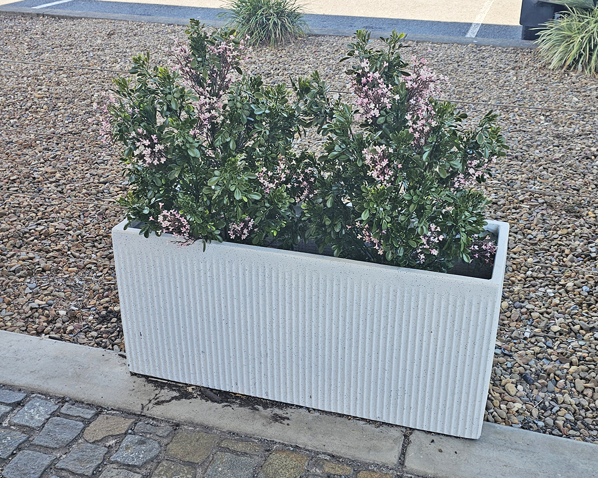 Flowering Murraya 80cm UV