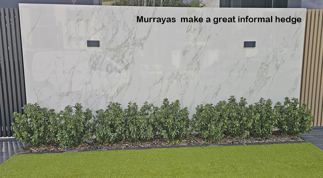 UV-Bush Murraya 80cm