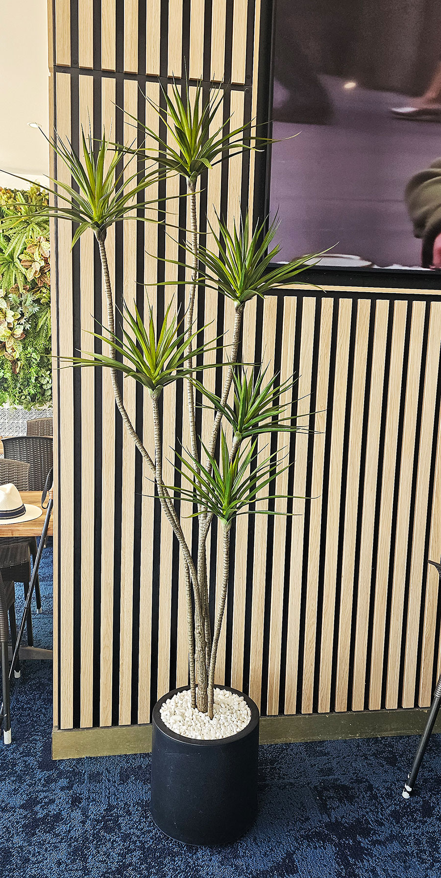Dracaena Marginata Tree- 2m with 6 heads  