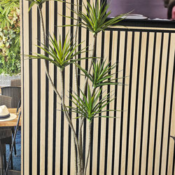 Dracaena Marginata Tree- 2m with 6 heads   - artificial plants, flowers & trees - image 2