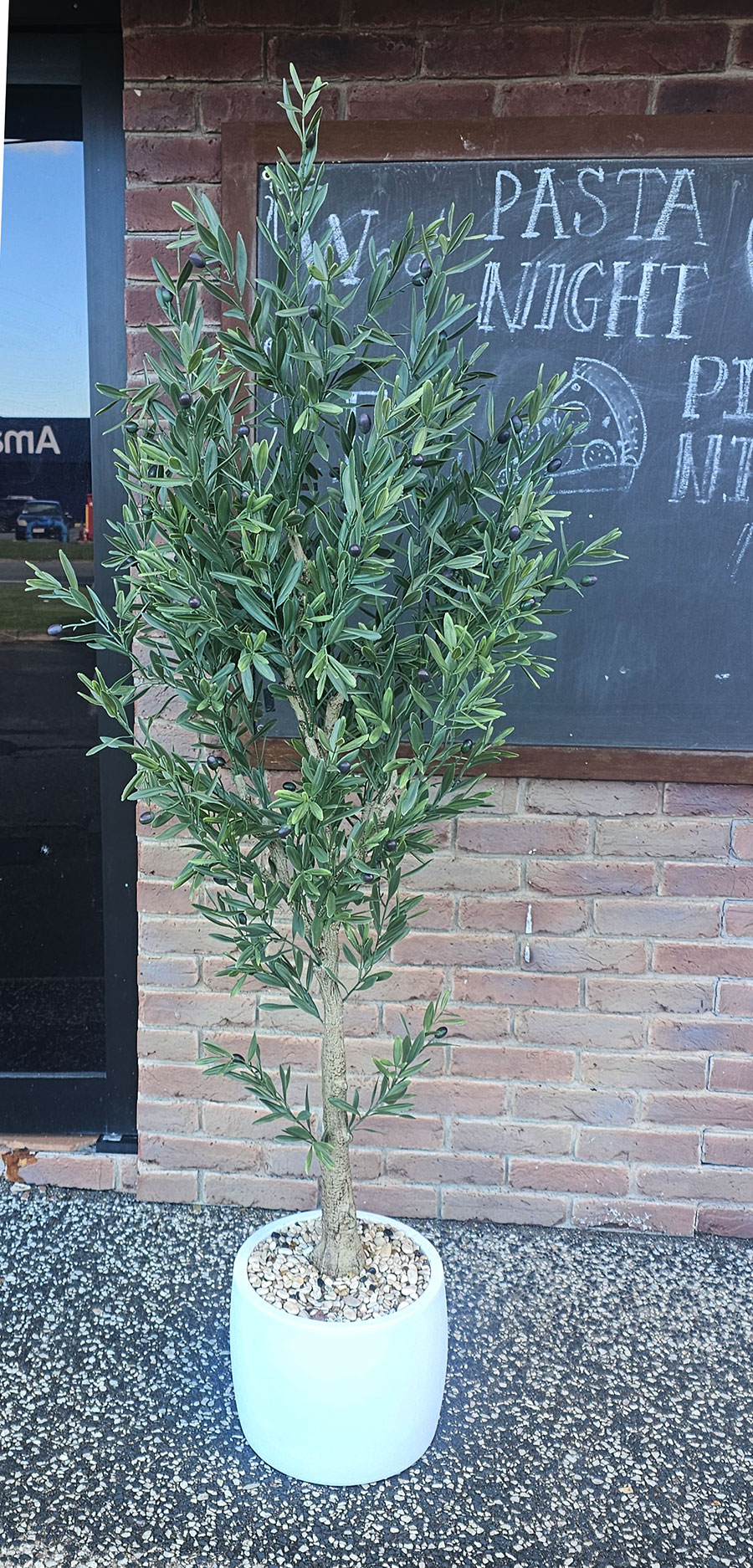Olive Tree- UV 1.8m