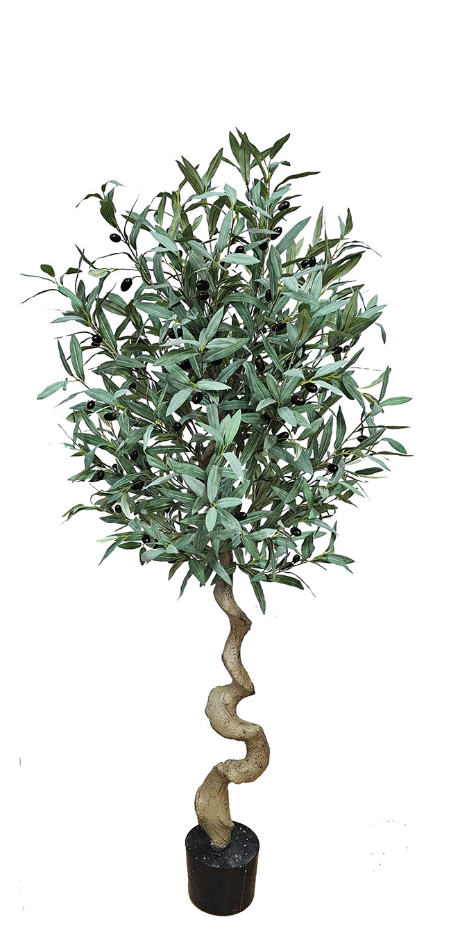 Olive Topiary Tree- 1.6m
