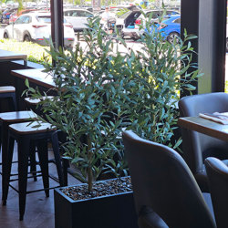 Trough Planters- with Olive Trees 1.7m - artificial plants, flowers & trees - image 3