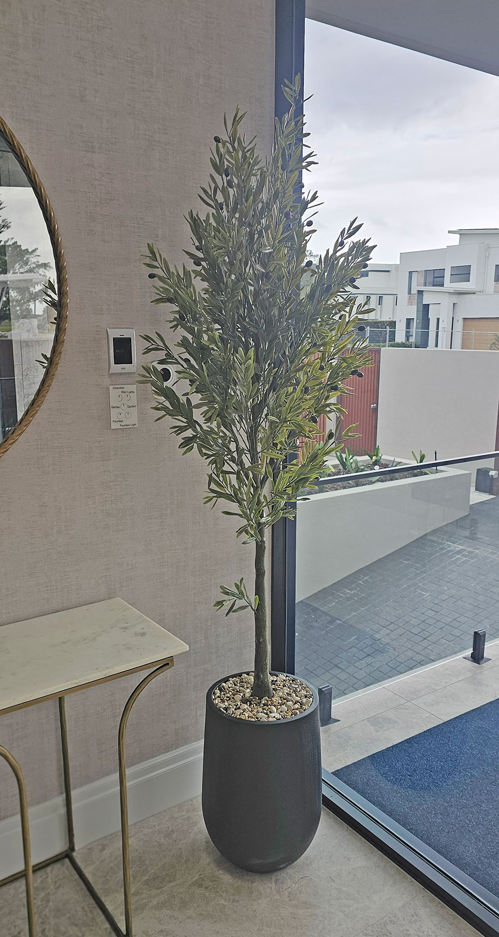 Olive Tree- UV 1.8m