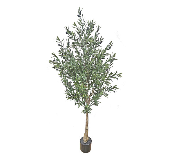 Olive Tree- UV 1.8m