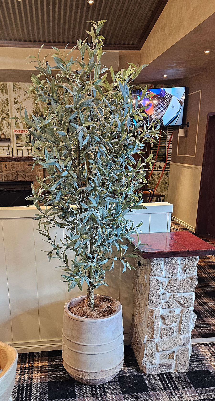 Olive Tree- deluxe 2.1m 