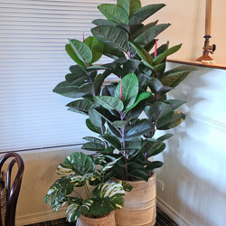 Rubber-Tree 1.6m - artificial plants, flowers & trees - image 3