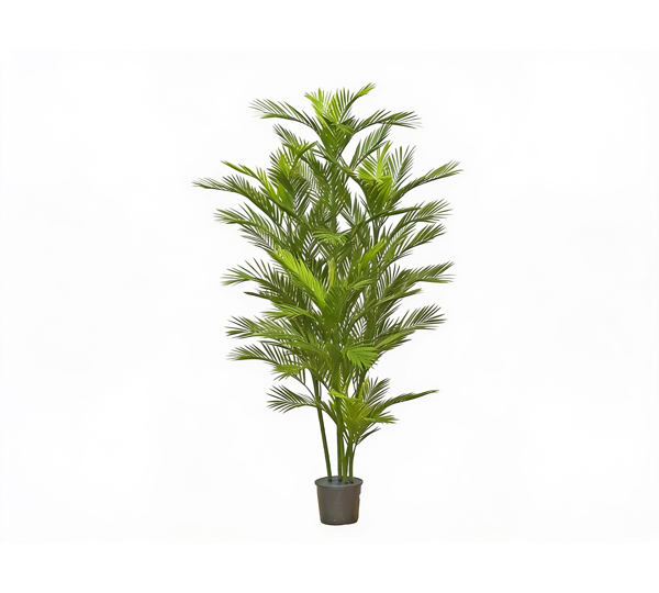 Parlour Palm UV 1.9m
