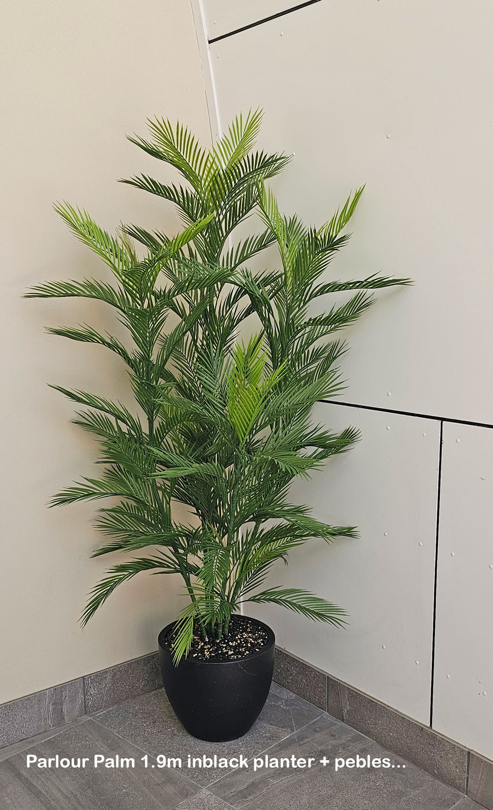 Parlour Palm UV 1.9m