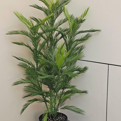 Parlour Palm UV 1.9m - artificial plants, flowers & trees - image 1