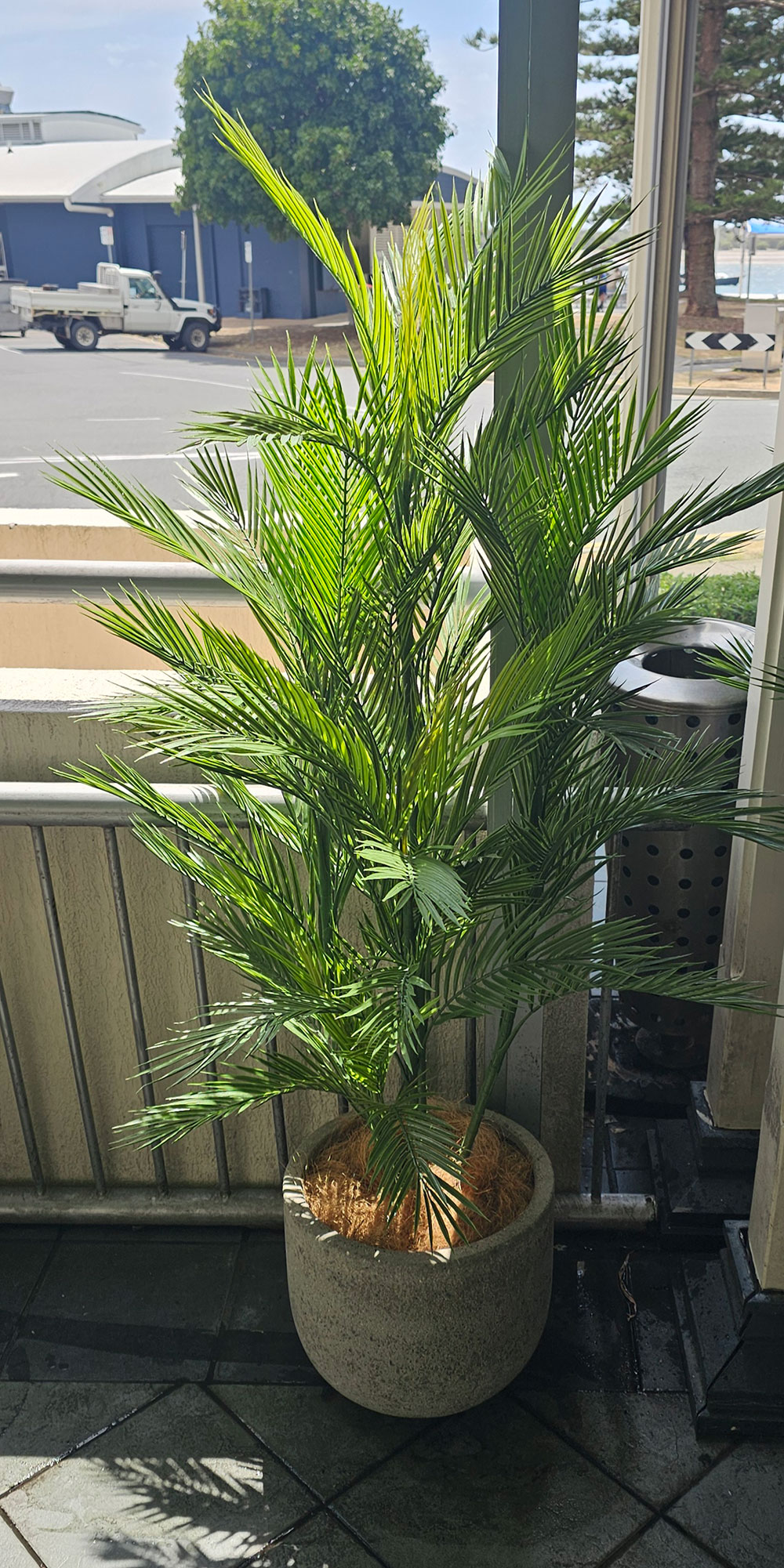 Parlour Palm UV 1.5m