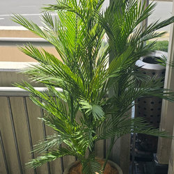 Parlour Palm UV 1.5m - artificial plants, flowers & trees - image 2