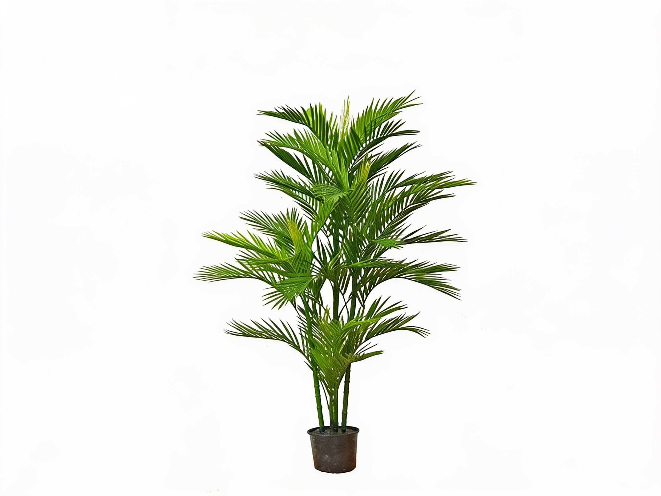 Parlour Palm UV 1.3m
