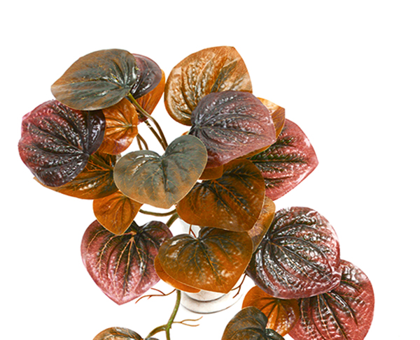 Bushes..sml trailer- Peperomia Plant